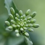 Fiori chiusi su una pianta, simbolo di stress o problemi di crescita.