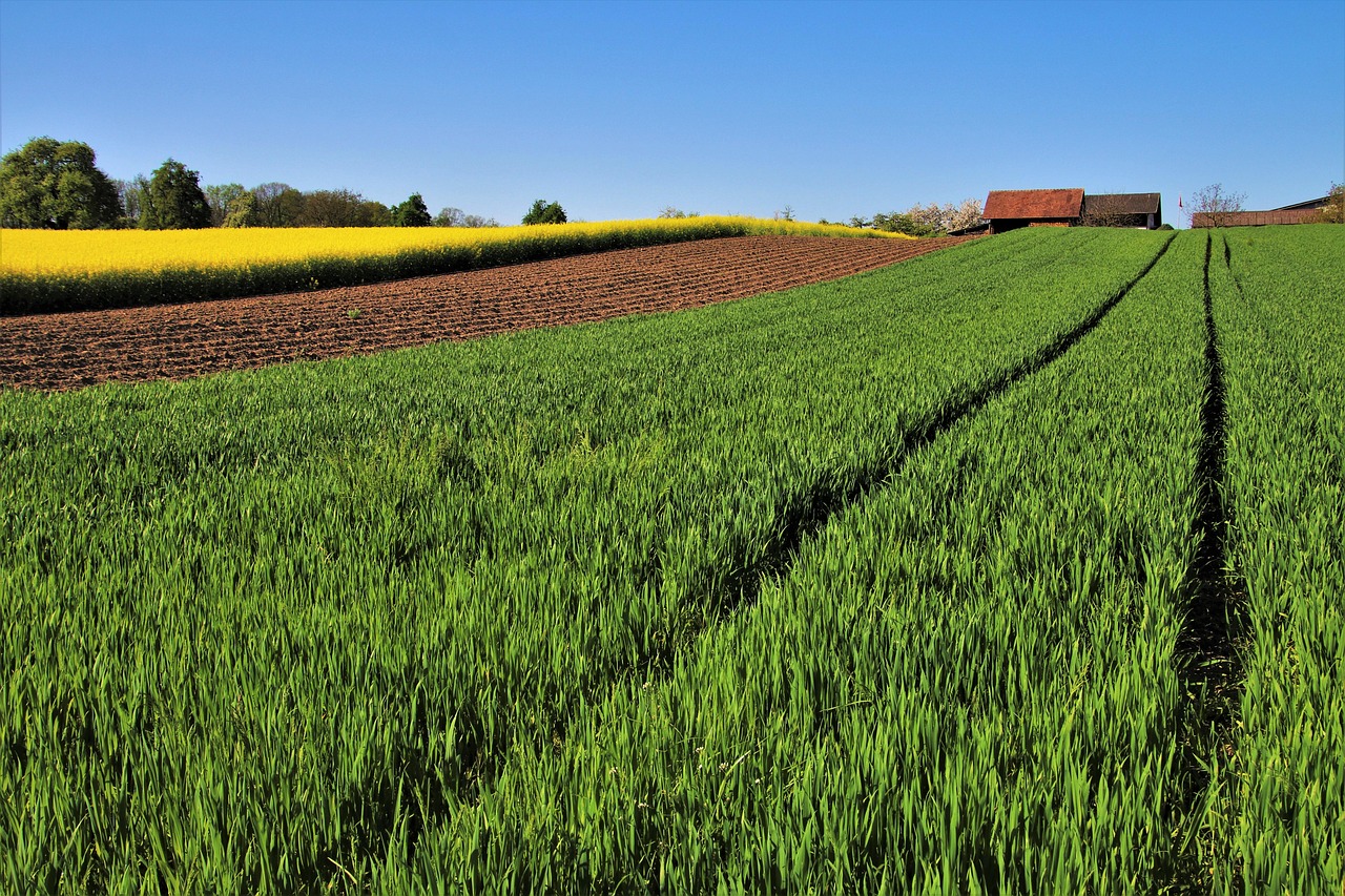 Terreno agricolo verde con attrezzi da giardinaggio e piante, simbolo di opportunità di guadagno extra.